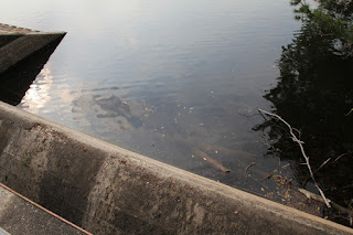 Vista dello sfioratore sul lato lago della diga.